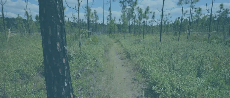 Photo of a hiking trail